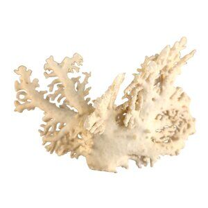 White Coral Specimen Natural Sea Display Decor Coastal Home Accent Rustic Beach
